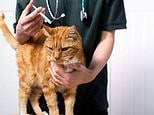 Concerning study finds that PETS are falling victim to Munchausen by Proxy, with vets suspecting their owners cause injuries or fake symptoms for attention