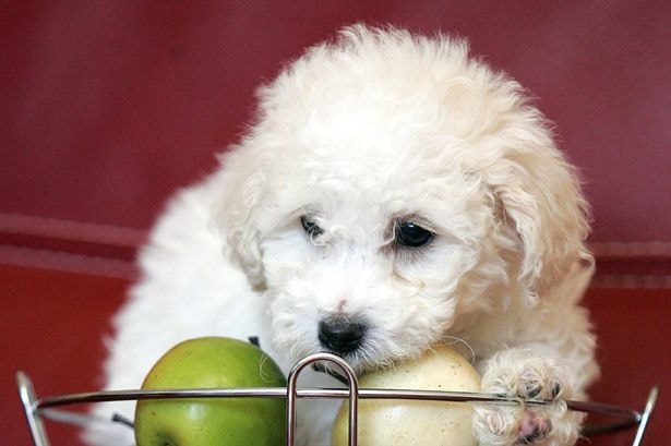 'I'm a vet and here are 5 fruits you can give your dog for a healthy treat'