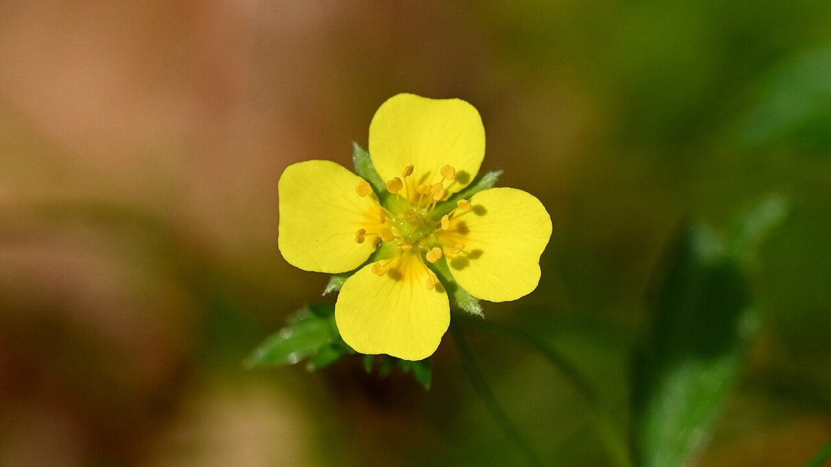 This Tiny Wildflower Could Be a Secret Weapon Against Superbugs