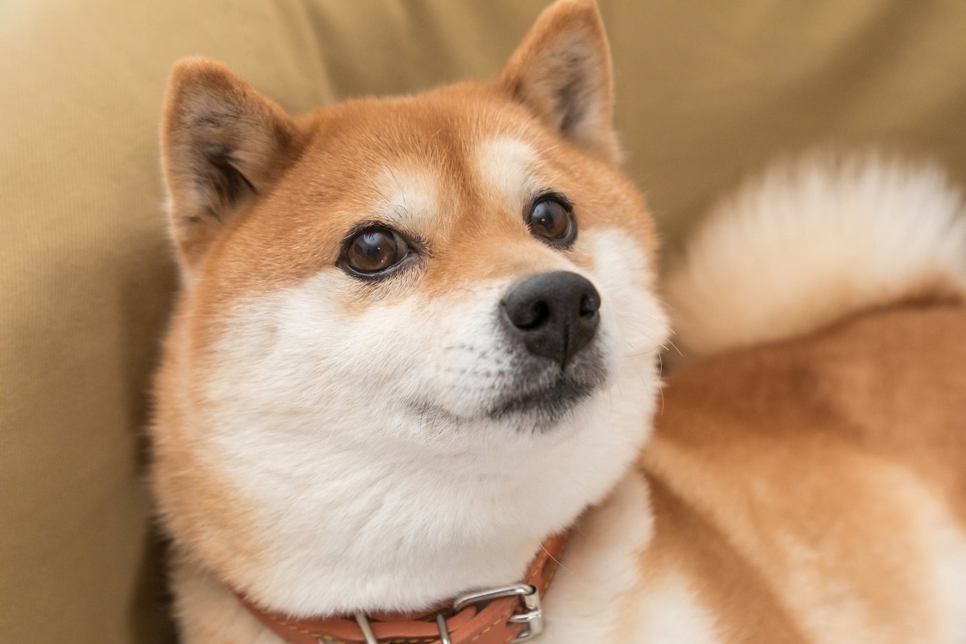 Is Dogecoin a Millionaire-Maker Cryptocurrency?